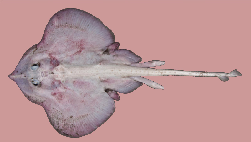 Rajella bigelowi_08.jpg